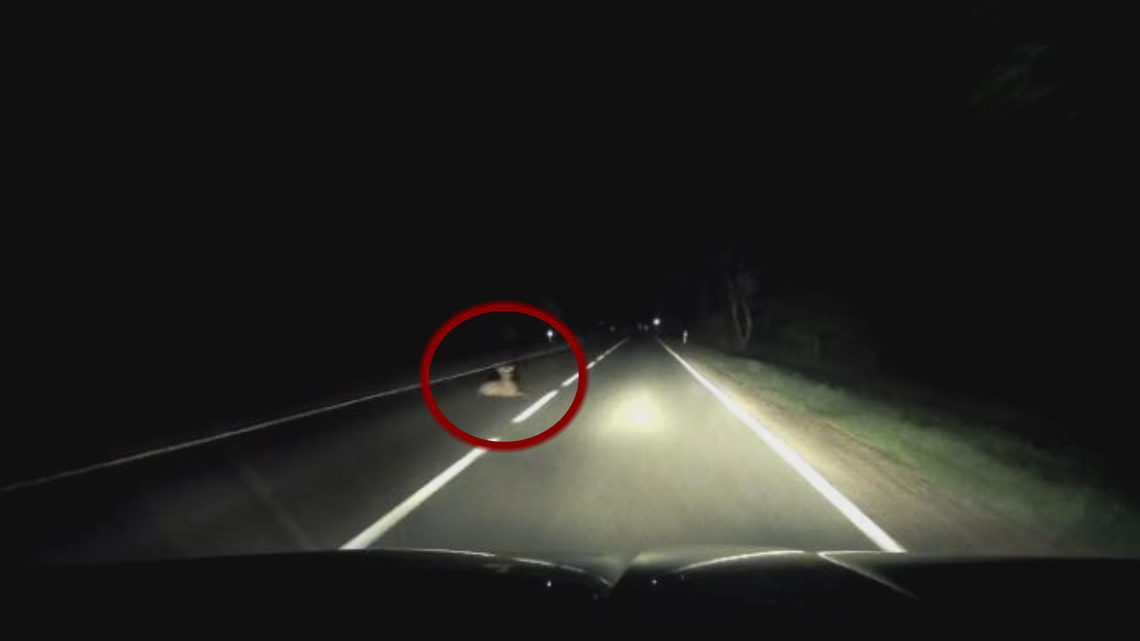 Ranny jelonek leżał na środku drogi, nie uciekał przed pojazdami. Potem zniknął