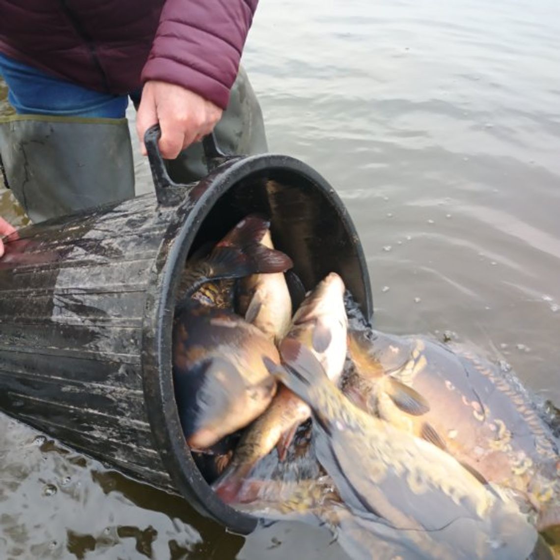 Wielka akcja zarybiania! Jesiotry i pstrągi tęczowe znów w jeziorach Łuba i Skoki, ale nie tylko te ryby trafiły do akwenów