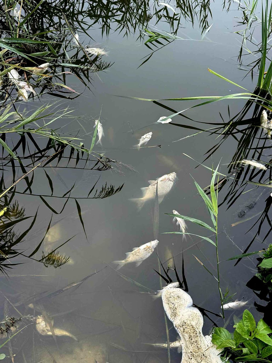 Jezioro pełne martwych ryb - Inspektorzy WIOŚ już na miejscu