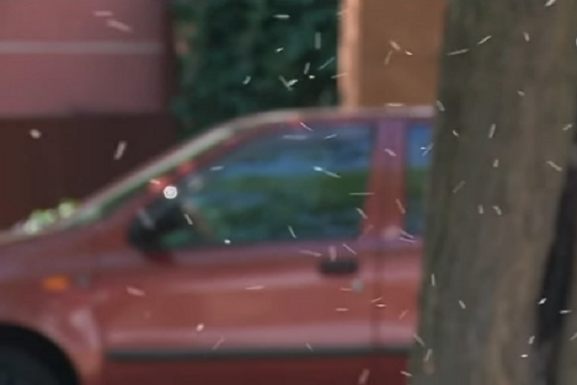 Jutro zaczynają coroczną walkę z meszkami. Gdzie będą pryskać? Jutro zaczynają coroczną walkę z meszkami. Gdzie będą pryskać?