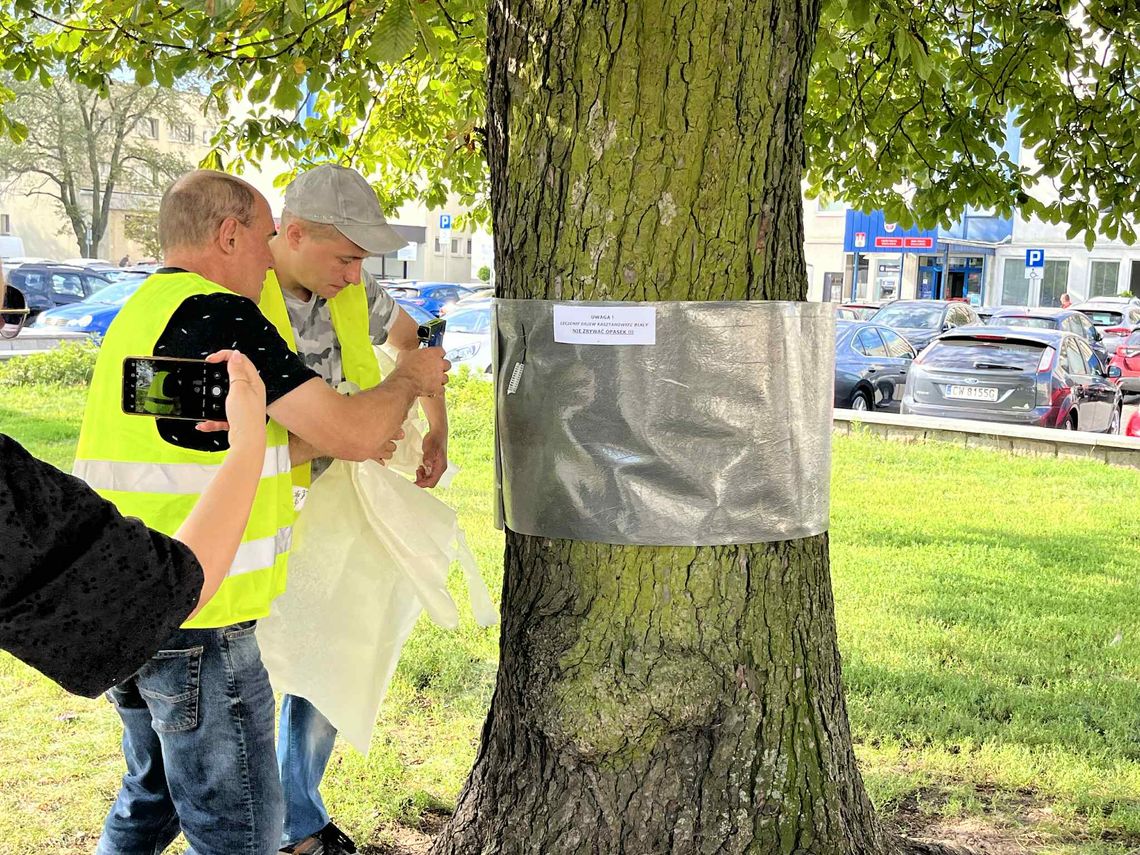 Ruszyła akcja „Ratujmy włocławskie kasztanowce”. 466 drzew objętych zostanie zabiegami