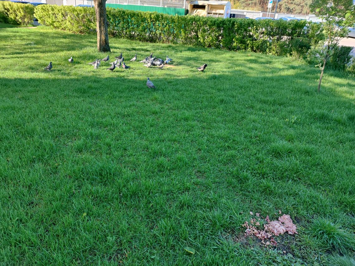 Kolejne odpadki na trawniku. Mieszkaniec zbulwersowany