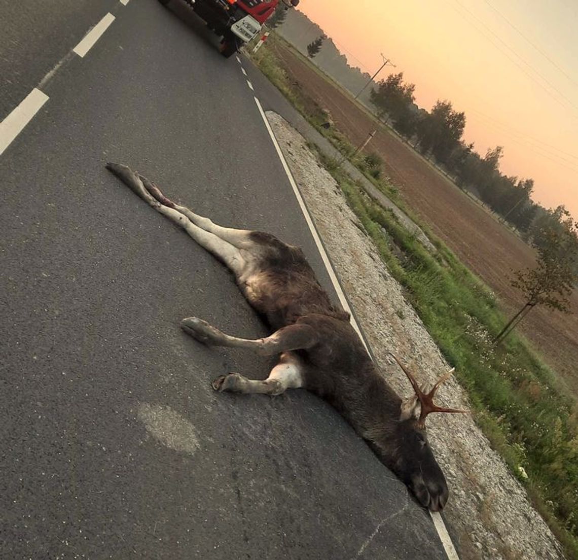 Kolejne potrącenie łosia w regionie. Kierowca jak i pasażer w szpitalu