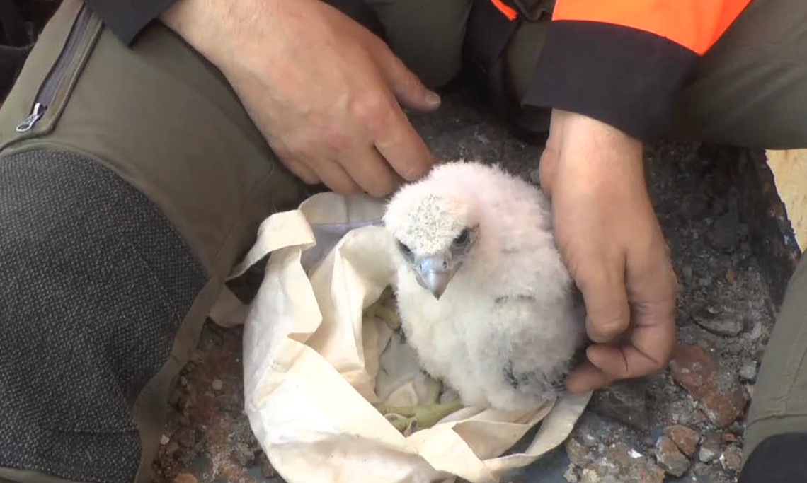 Kolejny sokół wykluł się na jednym z kominów Anwilu. To już 42 sokół, który przyszedł na świat na terenie zakładów azotowych