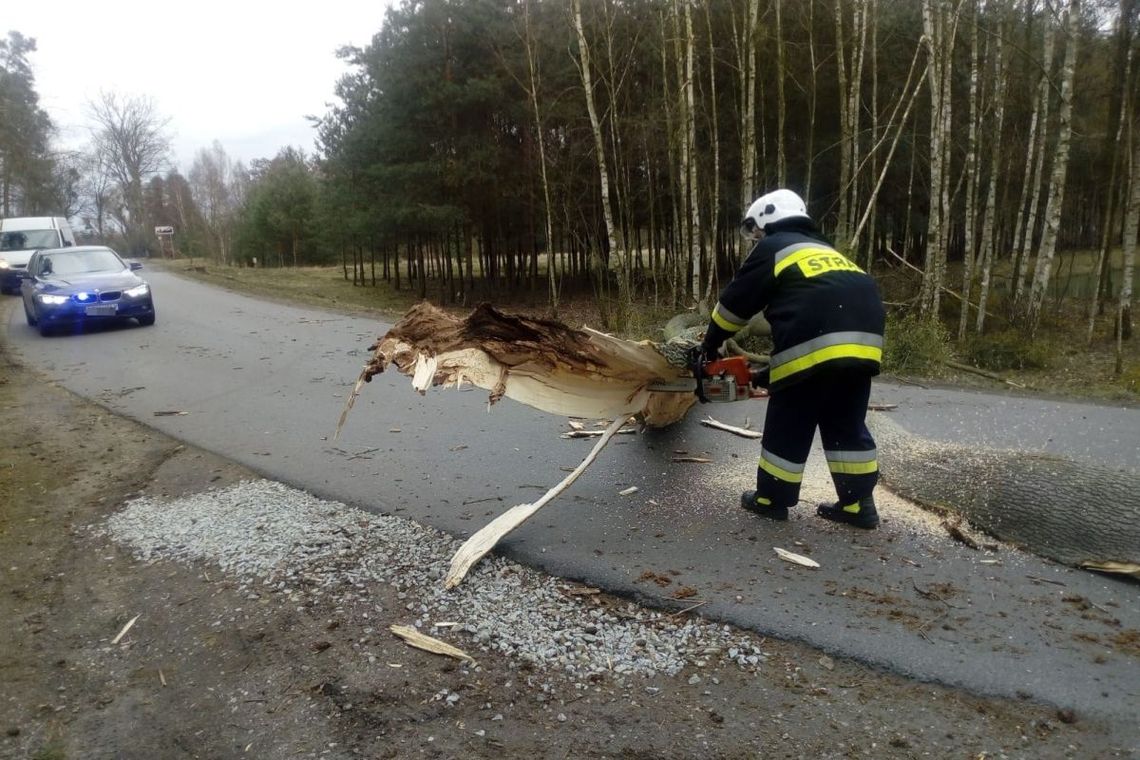 Konar drzewa spadł na ciężarówkę. Co robić w takich sytuacjach?