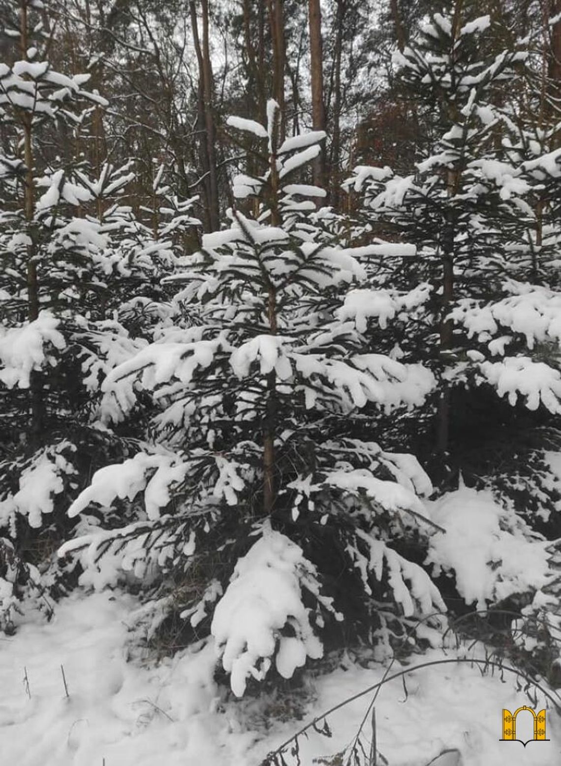 Konkurs! Do wygrania drzewka świąteczne