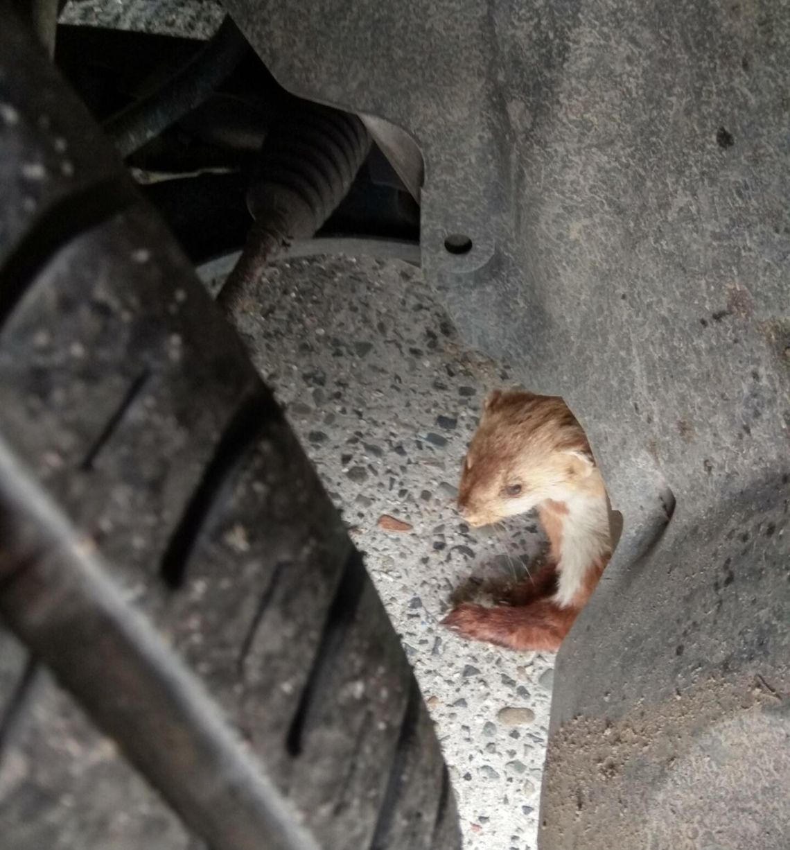 Kuny coraz śmielej wchodzą do miasta. Dlaczego pojawiają się na osiedlach Włocławka? Kuny coraz śmielej wchodzą do miasta. Dlaczego pojawiają się na osiedlach Włocławka?