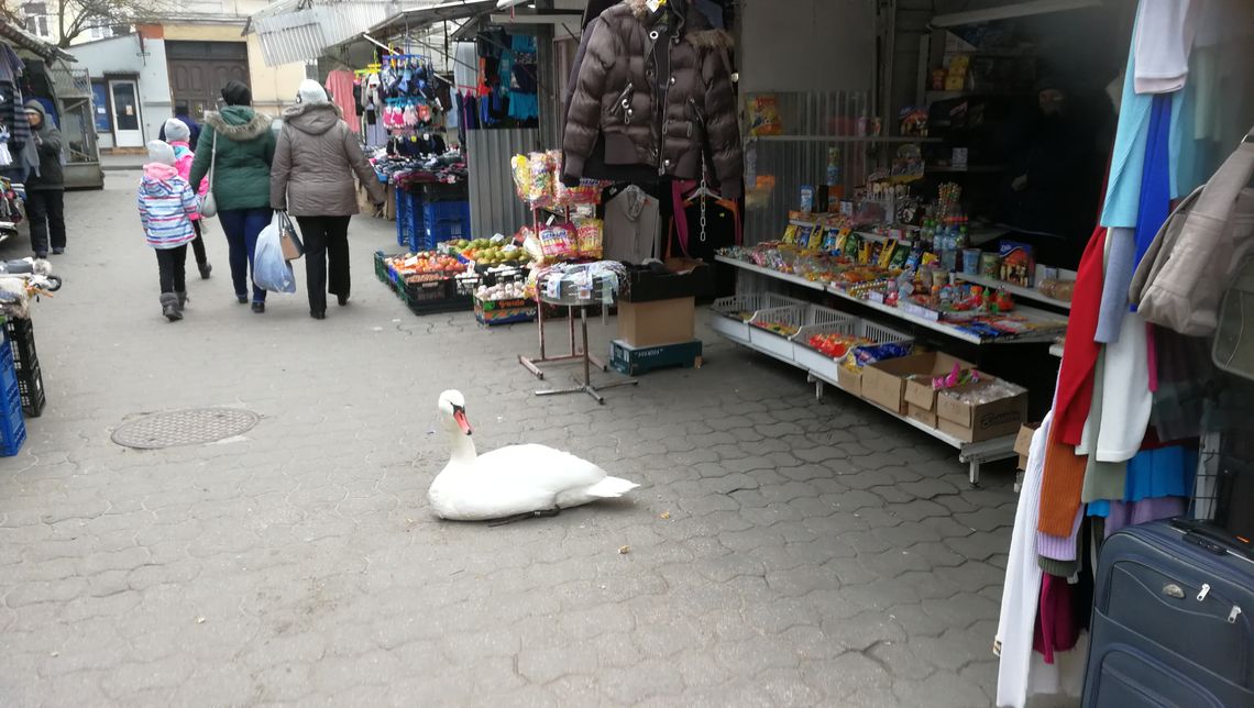 Łabędź na miejskim targowisku