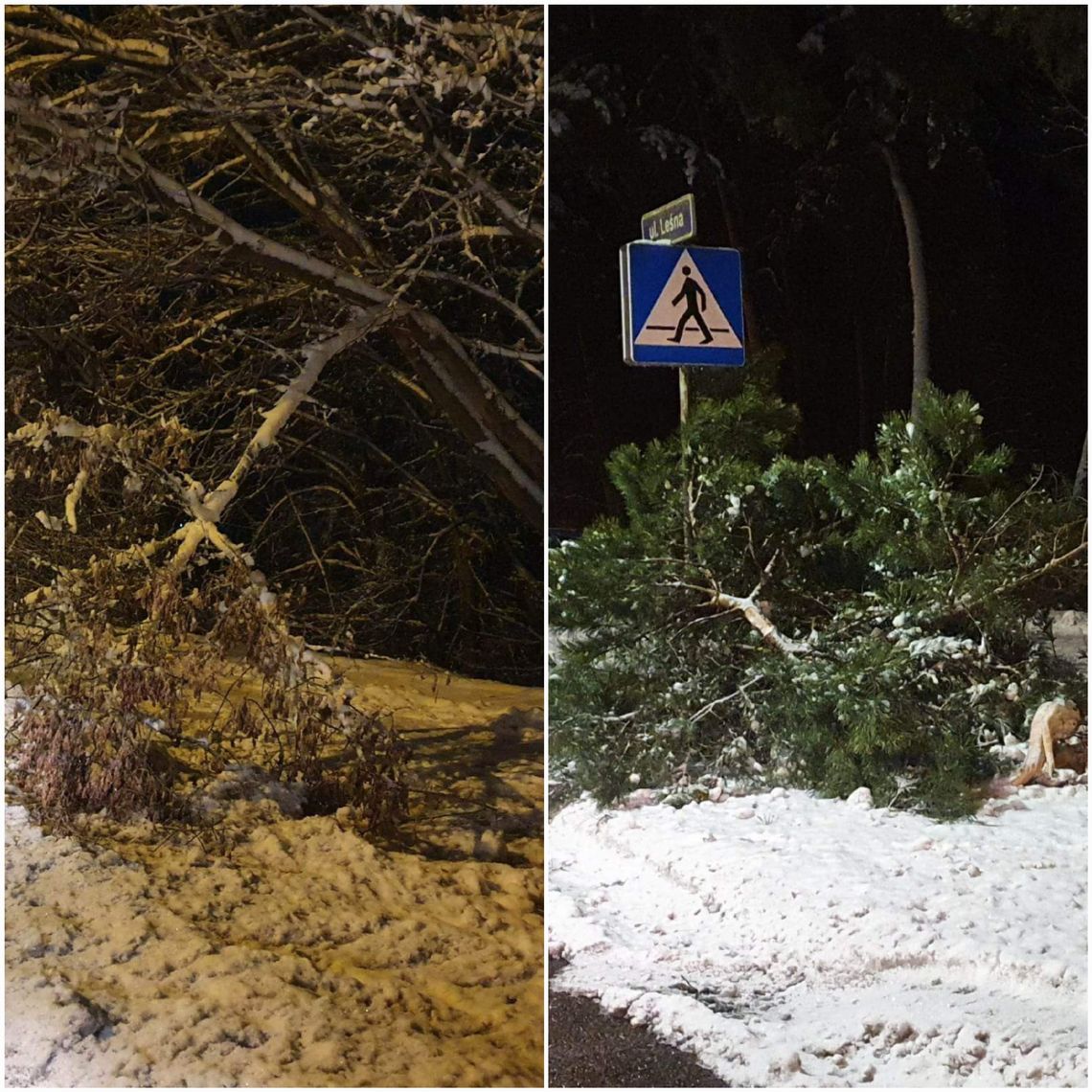 Leśnicy ostrzegają: Uwaga na okiść śnieżną!