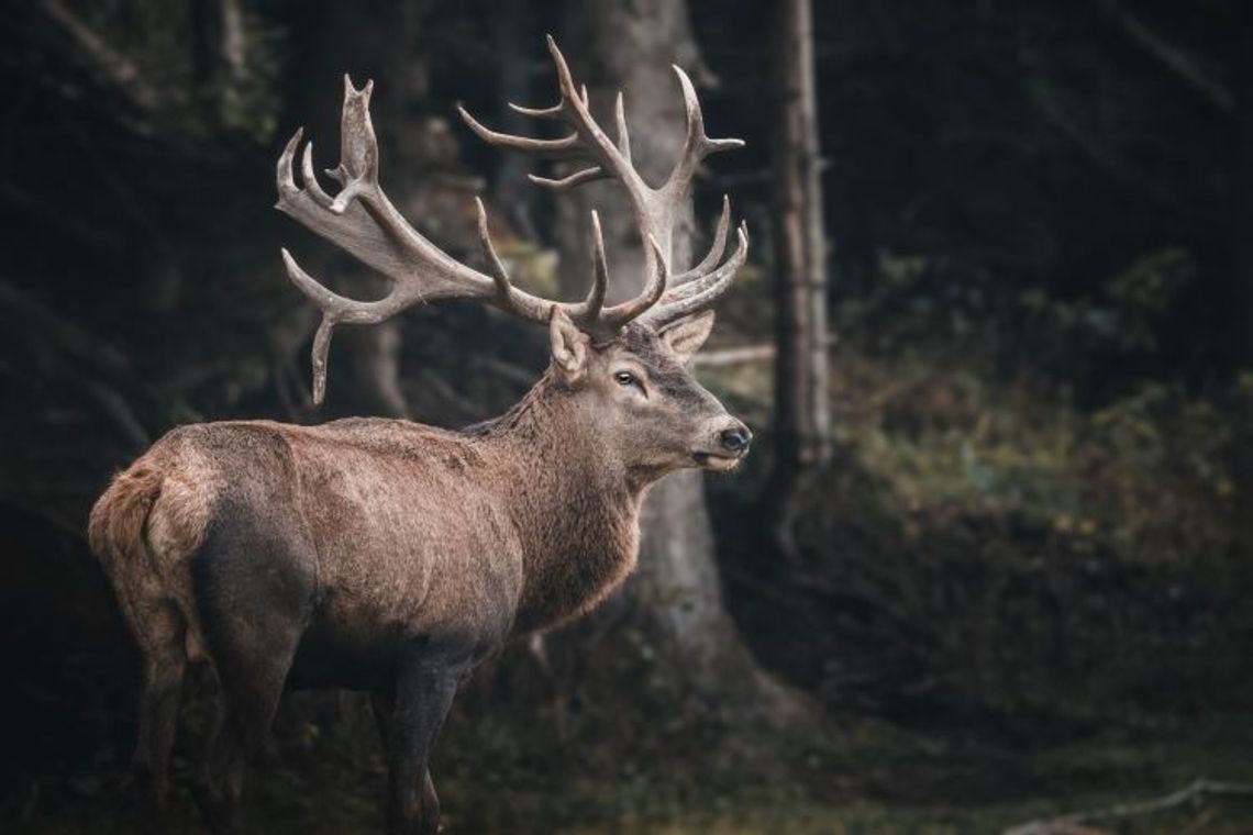 Leśniczy ostrzega kierowców. Powodem dzika zwierzyna