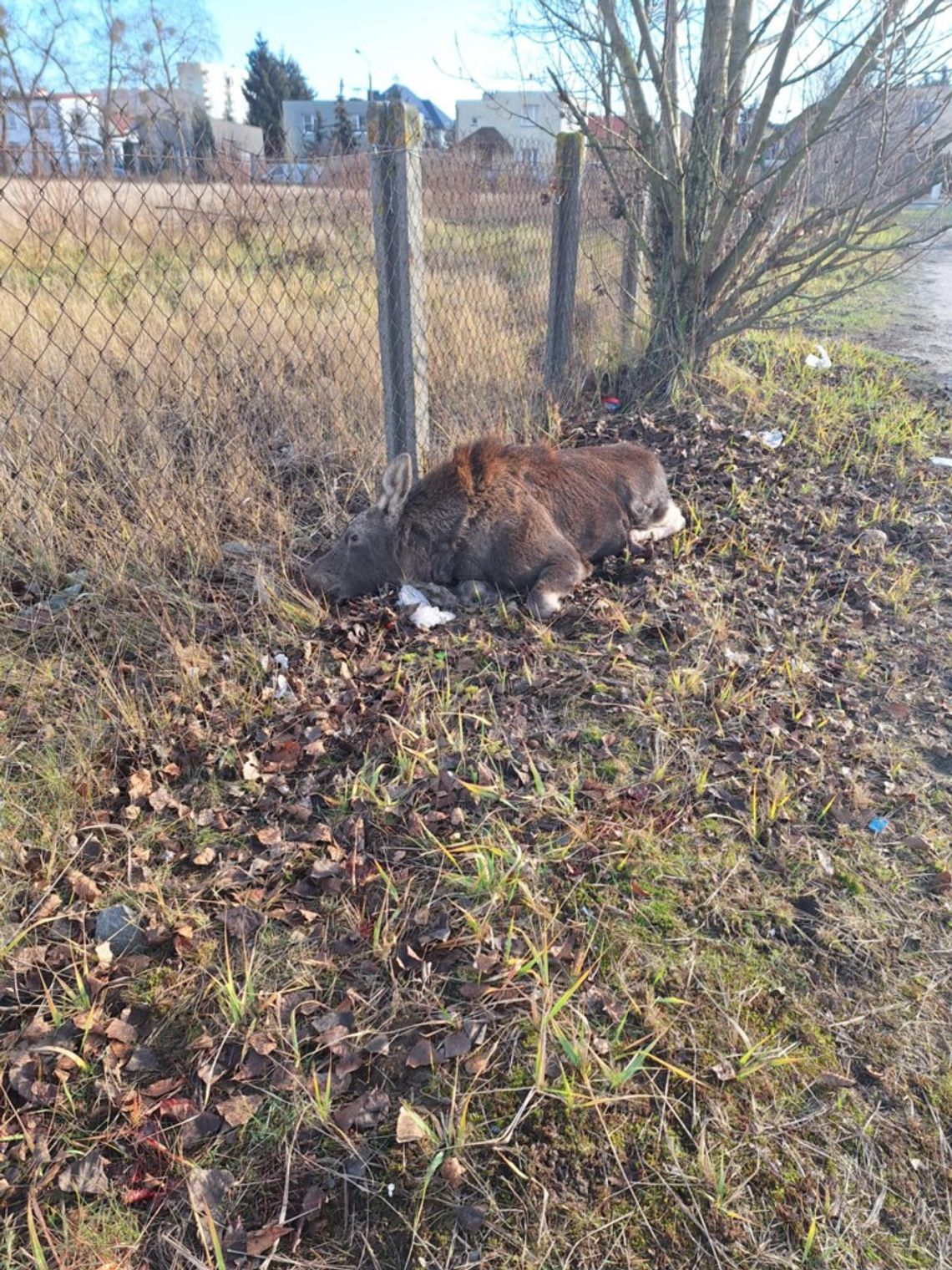 Straż Miejska odpowiada ws. interwencji z łosiami