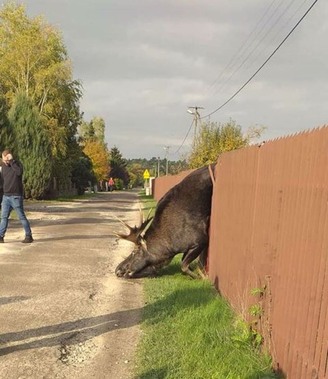 Łoś zawisł na ogrodzeniu prywatnej posesji. Zwierzę nie przeżyło