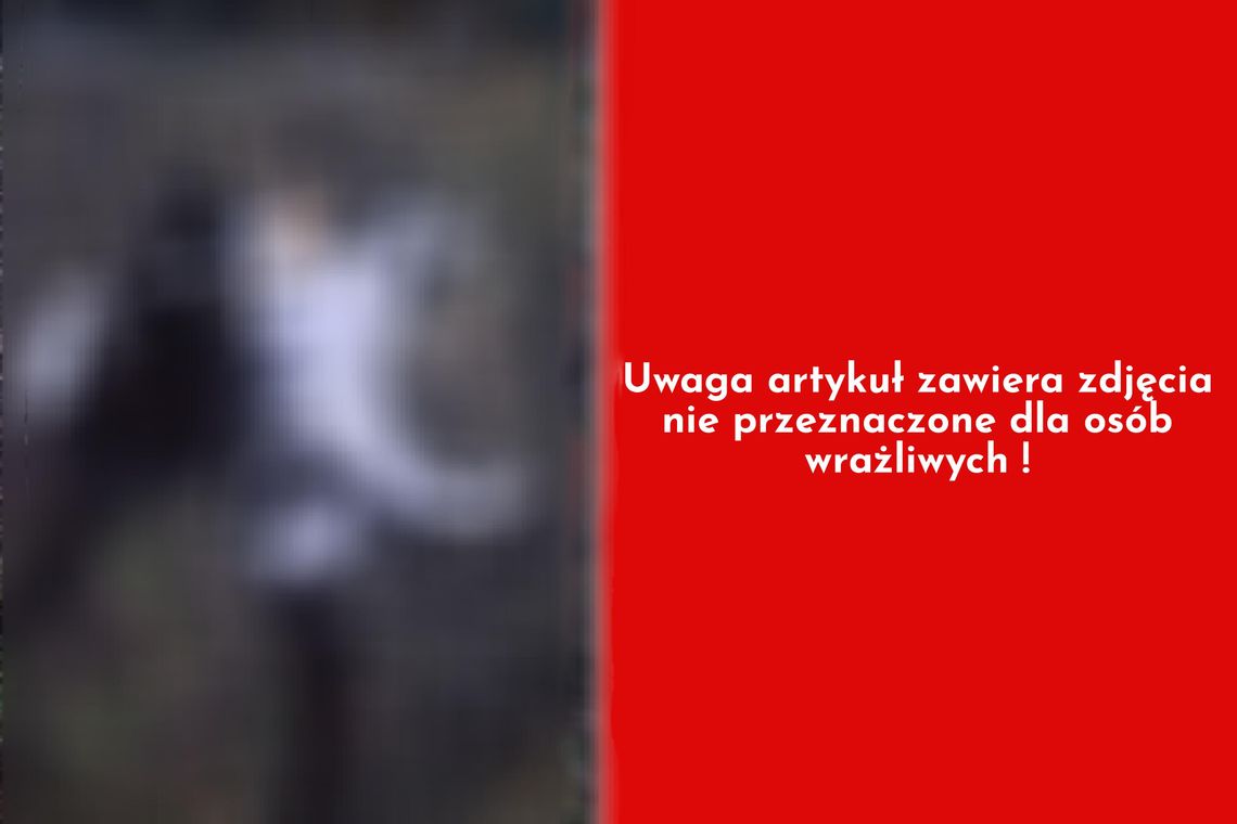 Makabryczne znalezisko w Wieńcu Zalesie. Martwe koty mogły zostać otrute