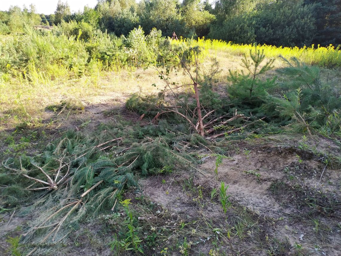 Miłośnicy quadów i pojazdów wojskowych zniszczyli podczas zlotu drzewa i krzewy w gm. Fabianki. Twierdzą, że wójt pozwolił. Wójt nieuchwytny od dwóch dni...