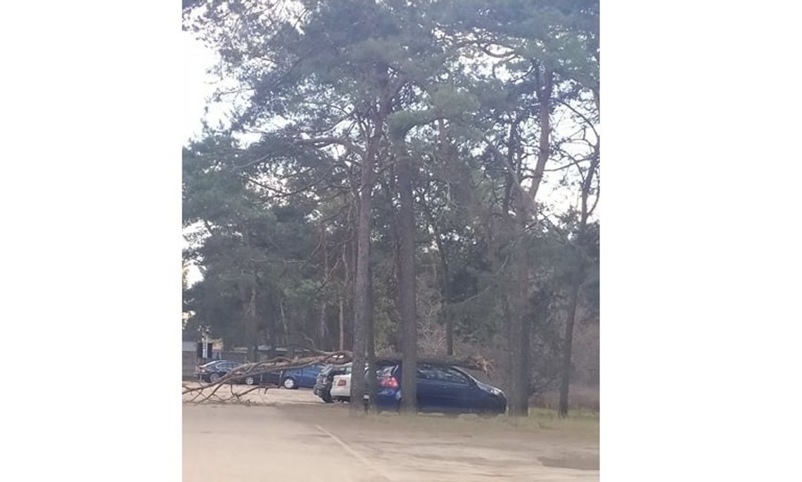 Mogło dojść do tragedii. Silny wiatr odłamał konar, który uderzył w samochód