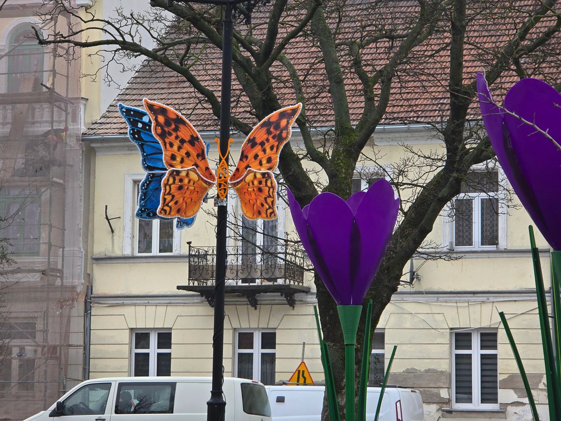 Motyle dołączyły do ozdób świątecznych we Włocławku Motyle dołączyły do ozdób świątecznych we Włocławku