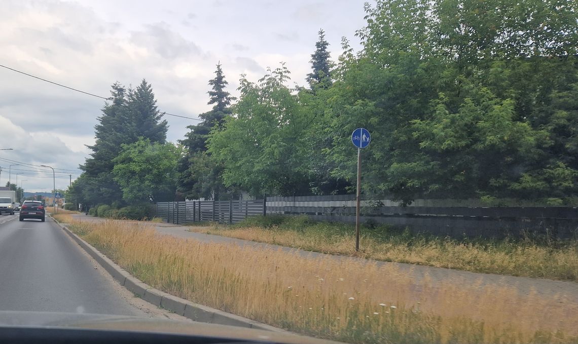 MZIDiT odpowiada dlaczego miasto jest "zarośnięte" i zapowiada wielkie porządki