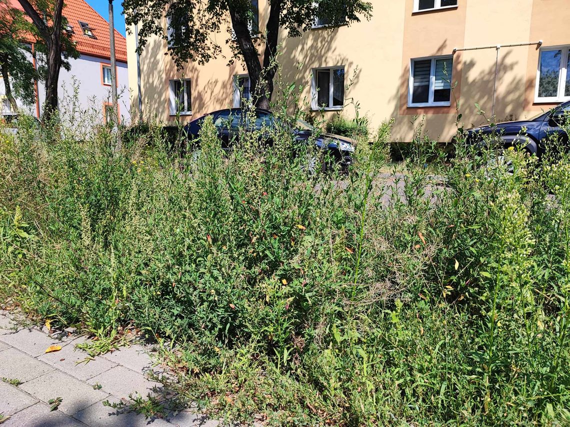 "Na Jodłowej, Kraszewskiego i Brzozowej jest dosłownie dżungla"