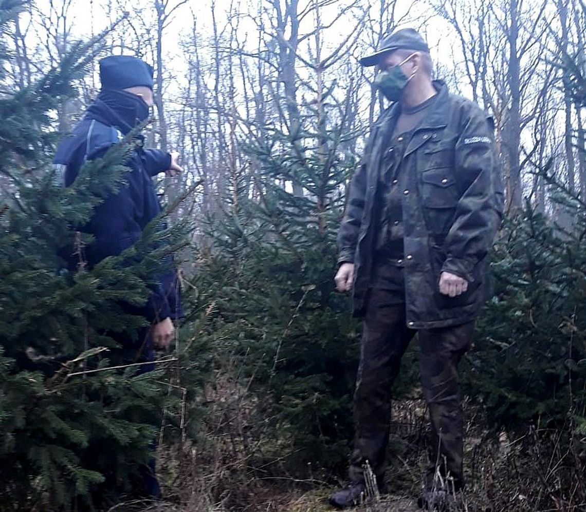 Nadleśnictwo nie odnotowało do tej pory kradzieży choinek