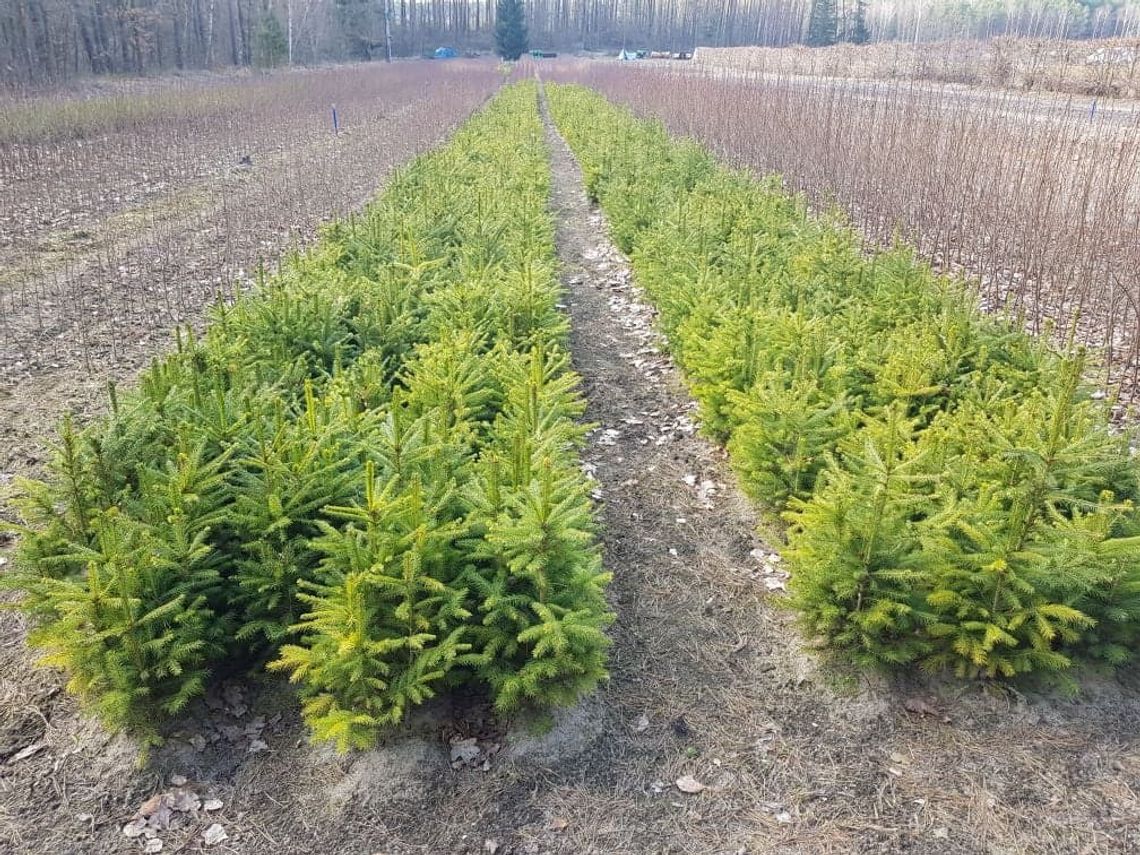 Nadleśnictwo posadzi w tym roku 300 hektarów lasu