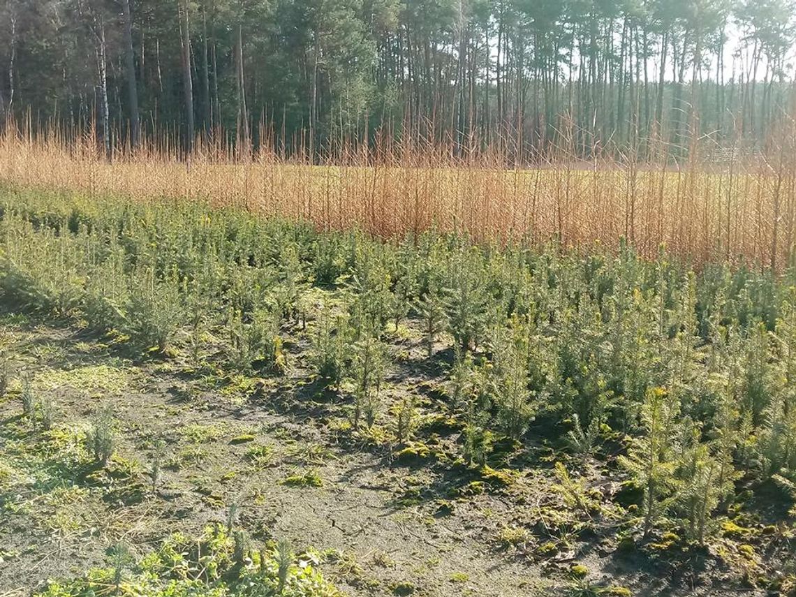 Nadleśnictwo zaprasza na Narodowe Sadzenie Lasu. Będzie można uzyskać bezpłatne sadzonki
