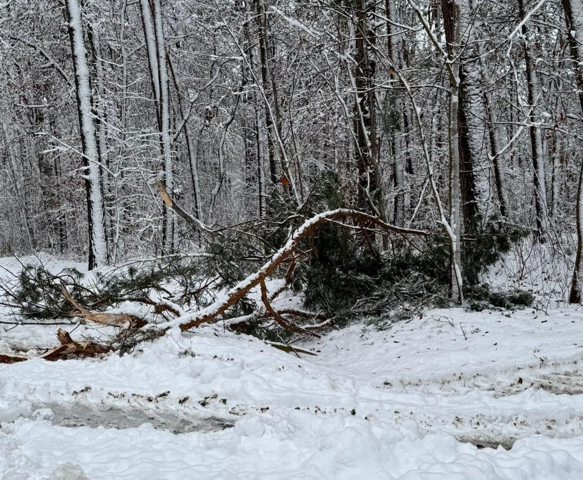Niebezpiecznie w lasach. Okiść łamie drzewa i zagraża ludziom