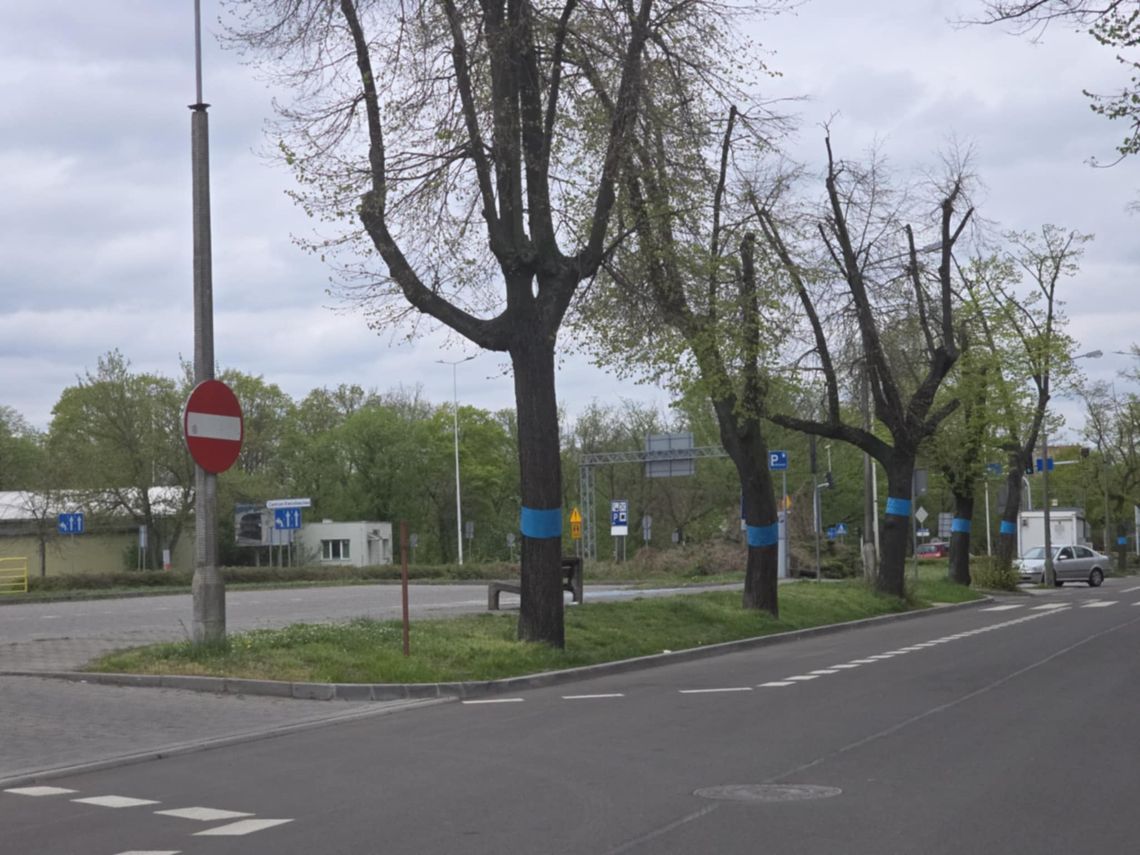 Niebieska folia na drzewach. Są przeznaczone do wycinki?