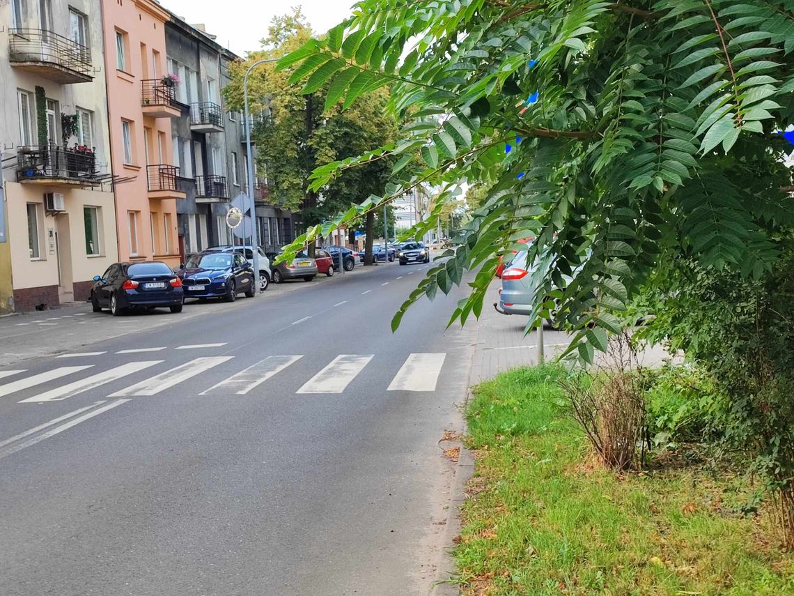 Nieprzycięta zieleń utrudnia widoczność przy przejściu dla pieszych. Tym razem Śródmieście