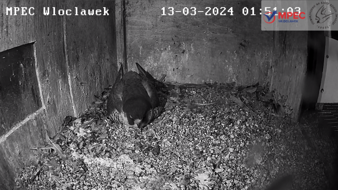 Nowe Pokolenie Sokołów Wędrownych we Włocławku, jest 7 jaj!