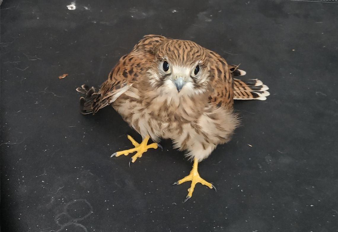 Nowy mieszkaniec Schroniska dla Zwierząt. Strażnicy Miejscy odłowili ranną pustułkę Nowy mieszkaniec Schroniska dla Zwierząt. Strażnicy Miejscy odłowili ranną pustułkę