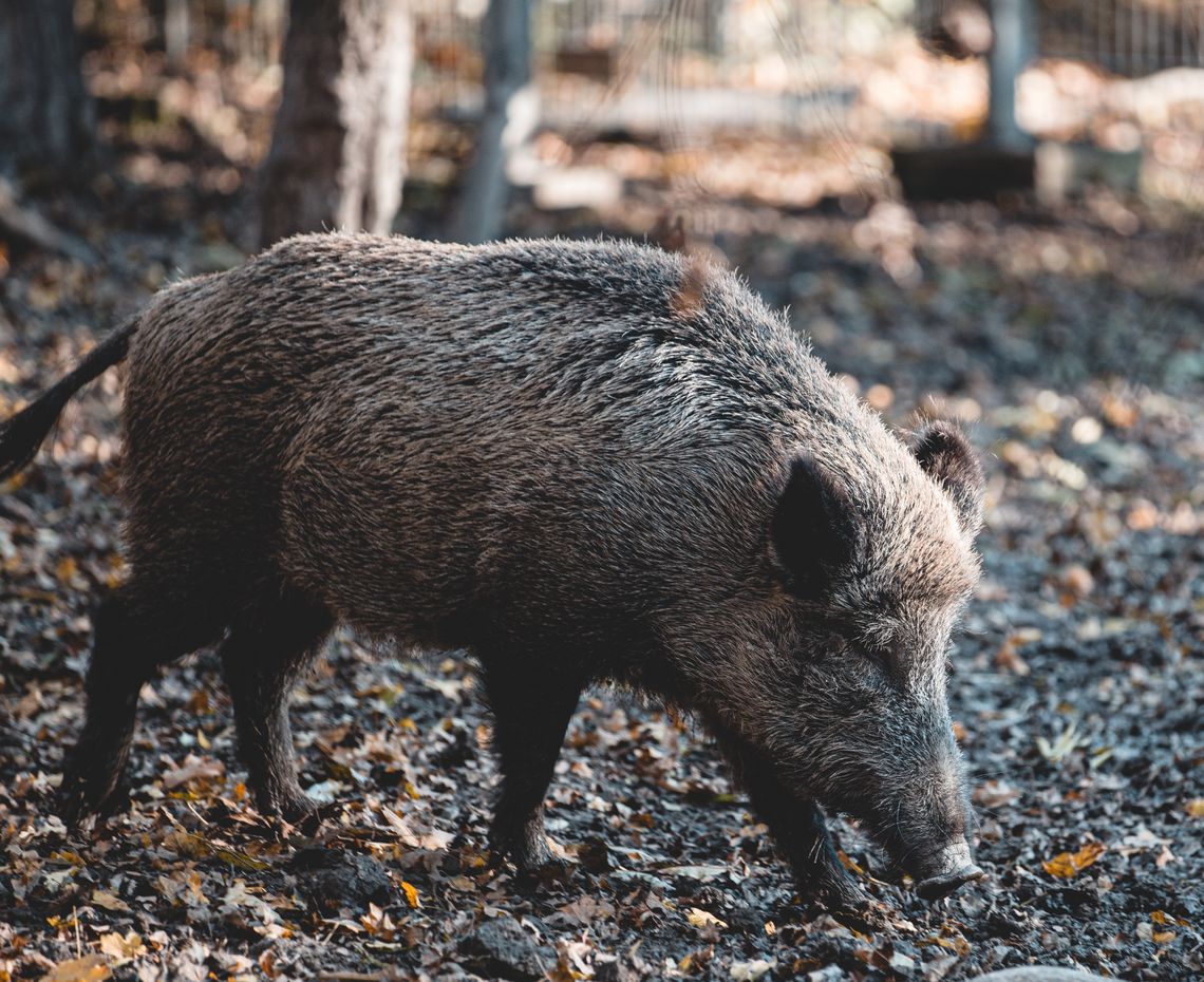 Odstrzelą blisko 1000 dzików w powiecie włocławskim i ponad 11 000 w kujawsko-pomorskim