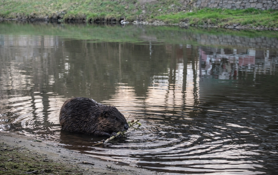 Około 5 tysięcy bobrów w kujawsko-pomorskim. Coraz więcej ich także w centrum Włocławka