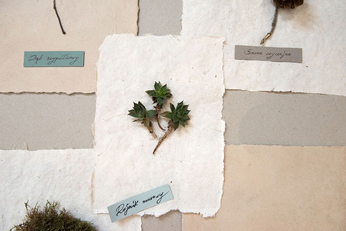 Pamięć roślin. Historie cmentarzy ewangelicko-augsburskich