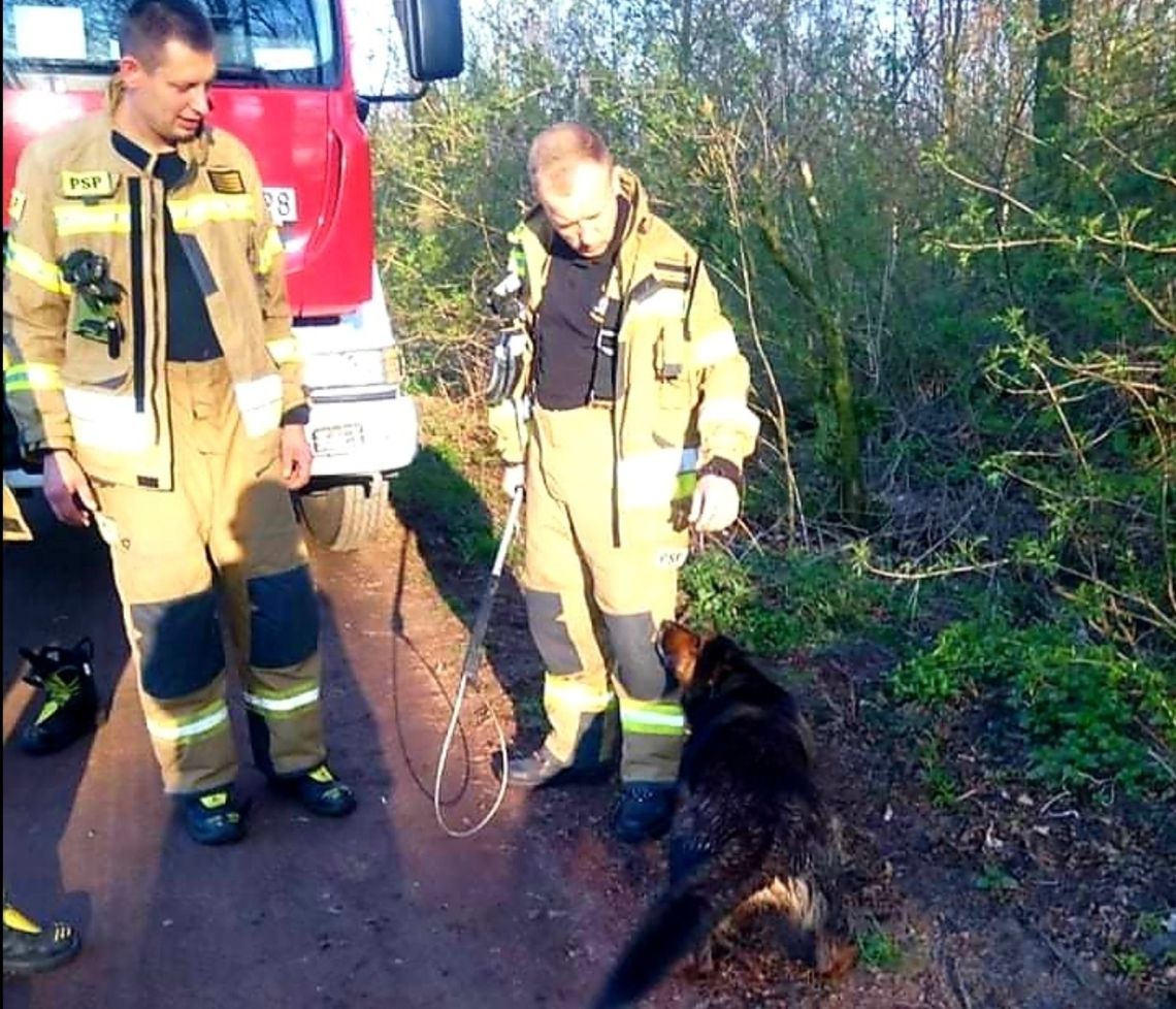 Pies topił się w bagnie. Uratowali go strażacy