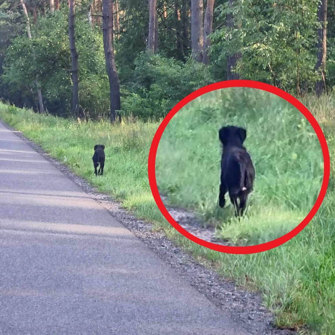 Pies wyrzucony z czarnego samochodu na trasie Kowal-Włocławek. Czy ktoś widział zdarzenie?