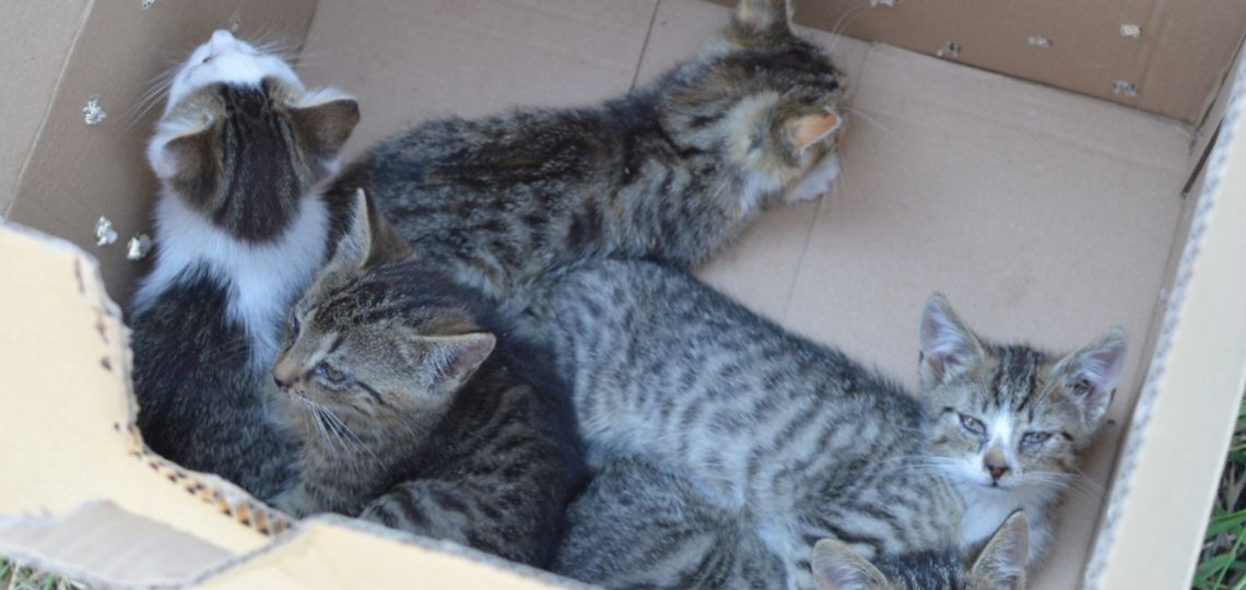 Piszczące pudełko trafiło do schroniska. Znajdą nowe domy?