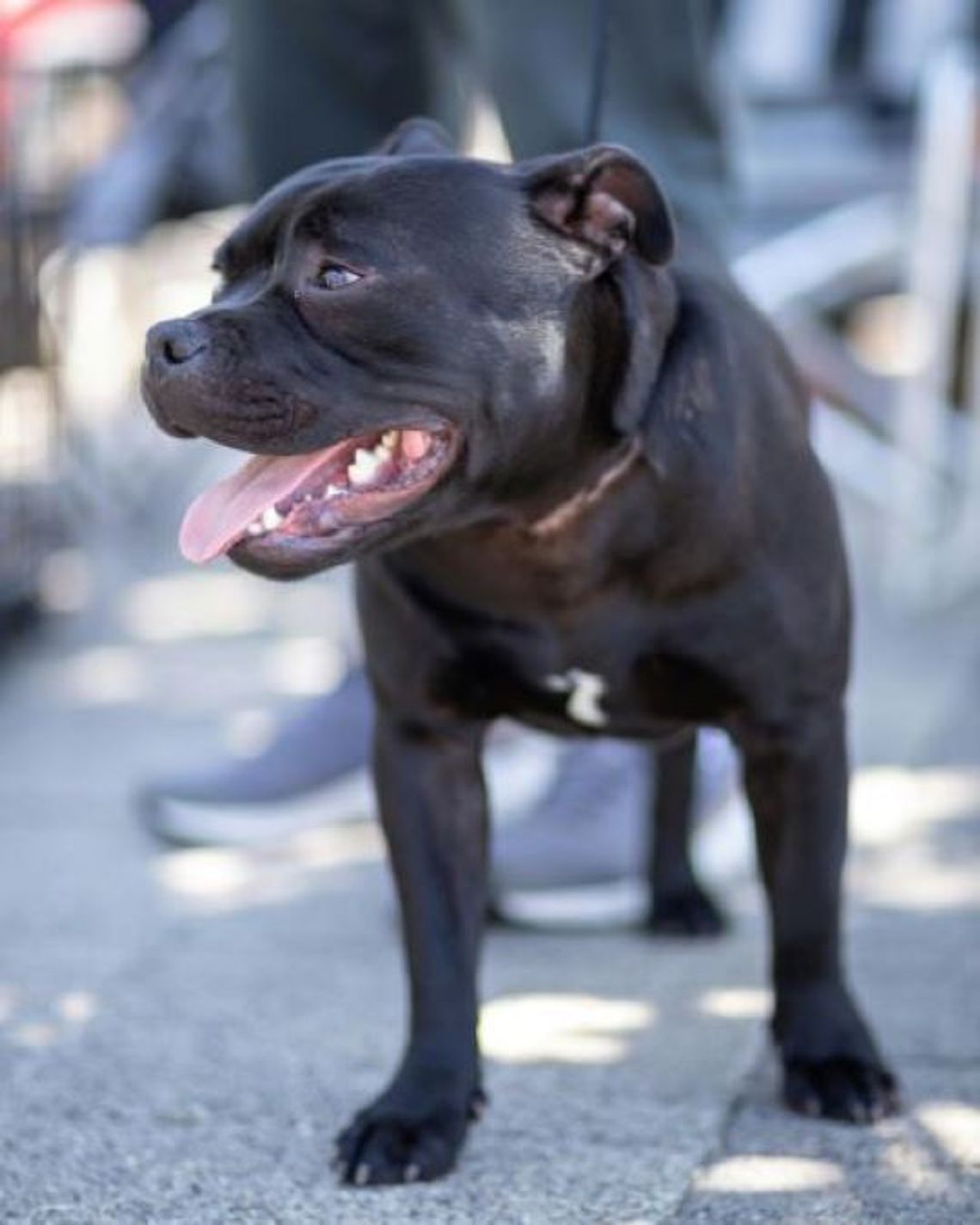 Pitbull zaatakował kobietę i jej labradora. Konieczne było założenie szwów
