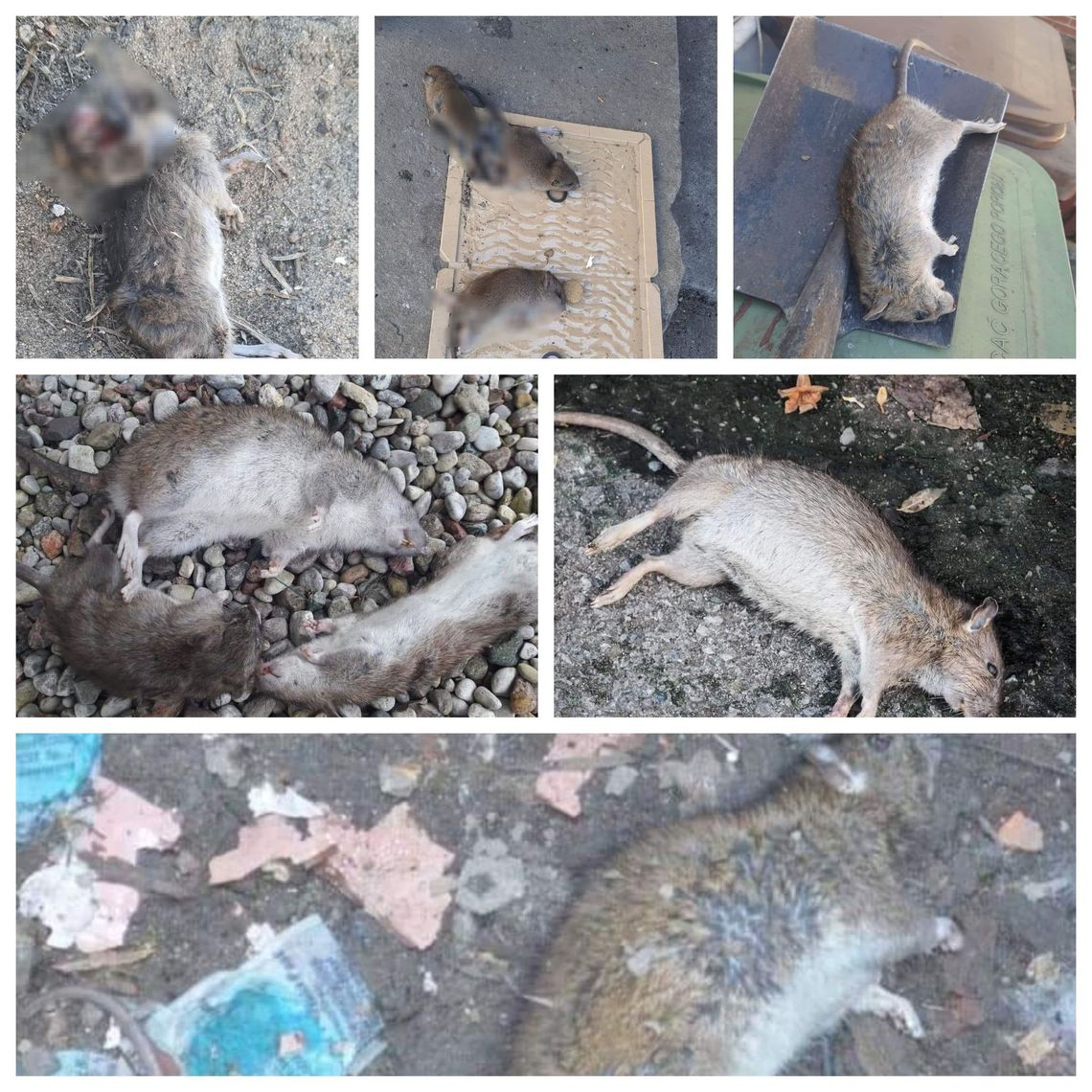 Plaga szczurów po wyburzeniu dworca