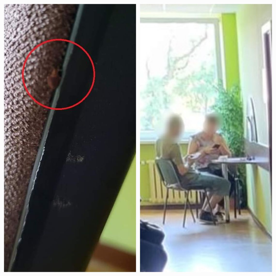 Pluskwy w Urzędzie Miasta. Włocławianka wysłała fotografie 