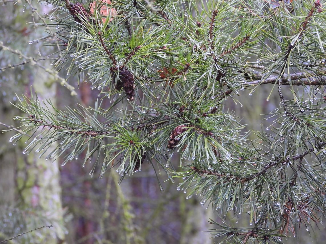 Pogoda na Sylwestra i Nowy Rok