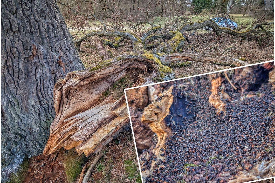 Pomnik przyrody uszkodzony, ale nikt nie sprząta. Arborysta: powód jest ważny