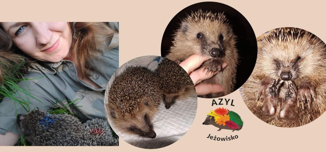 Pomóż jeżom przetrwać zimę. Zbiórka na Azyl Jeżowisko