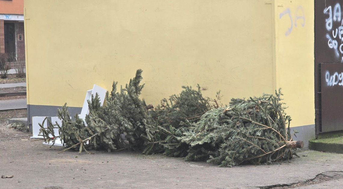 Ponad 22 tony choinek oddali po świętach włocławianie