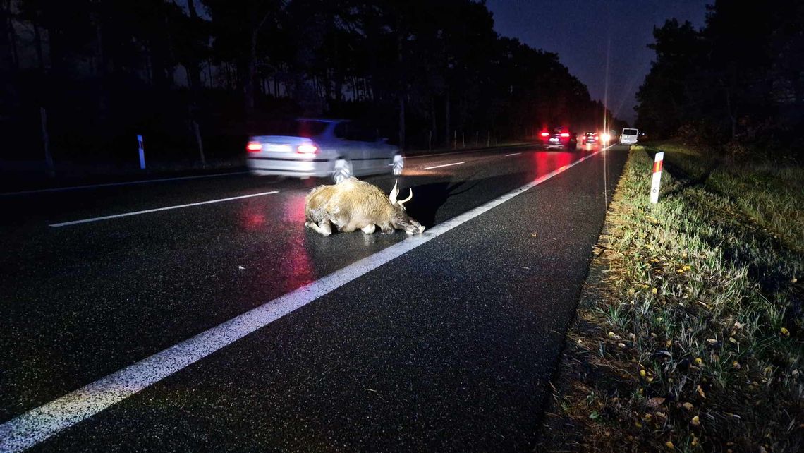 Zderzenie pojazdu z łosiem, urudnienia na trasie Włocławek - Kowal