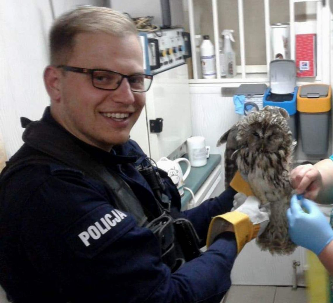 "Potrąciła"...sowę! Rannego ptaka uratowali policjanci