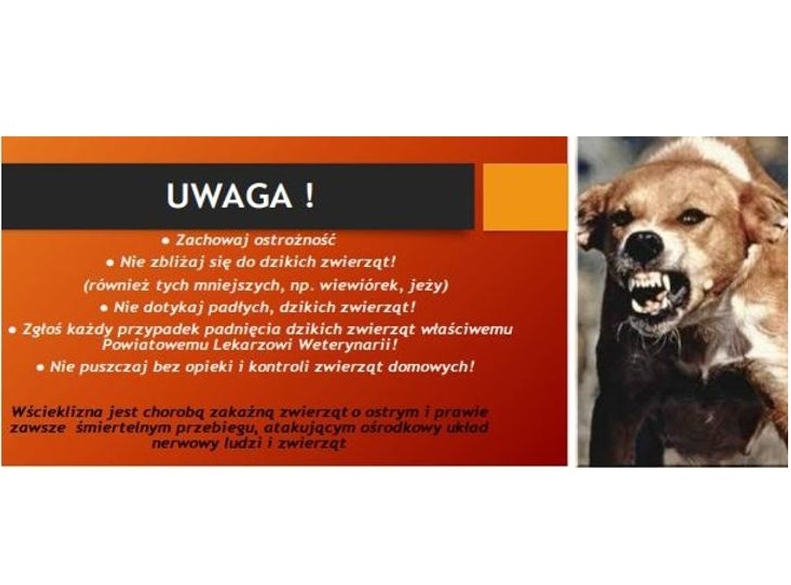 Powiatowy Lekarz Weterynarii wydał komunikat, zaleca szczepienie m.in kotów wychodzących fot. PSSE