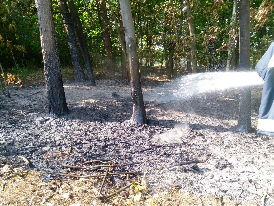 Pożar lasu w regionie. Straty wyceniane na 6000 zł
