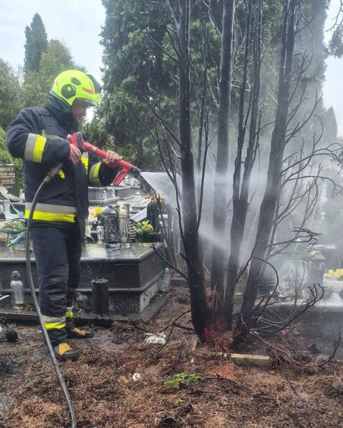 Pożar tui na cmentarzu w Pińczacie. Interweniowały dwa zastępy straży