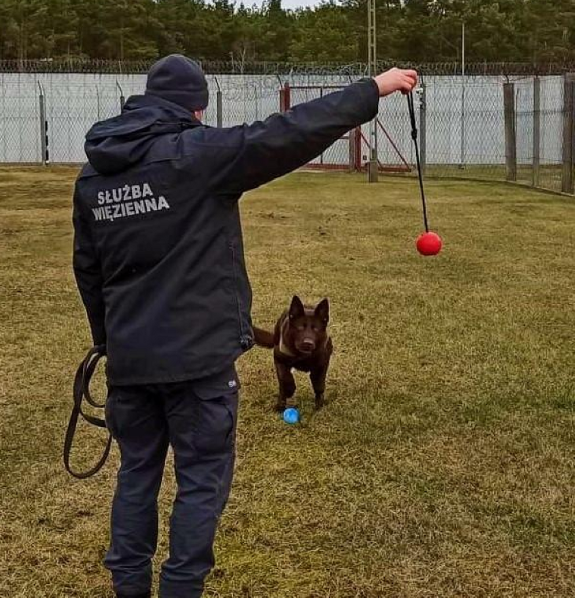 Poznajcie Apisa i Notana, psich funkcjonariuszy Zakładu Karnego