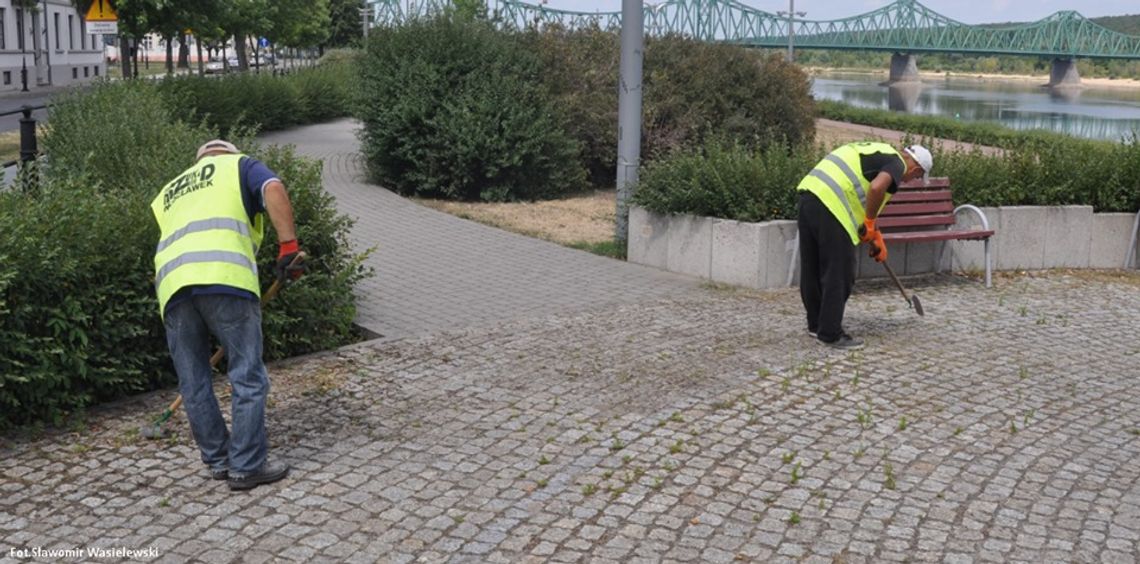 Pracownicy MZUKiD walczą graczkami z roślinnością pomiędzy kostkami brukowymi